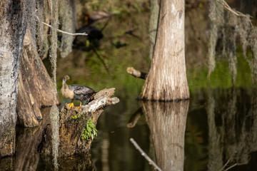 anhinga 02