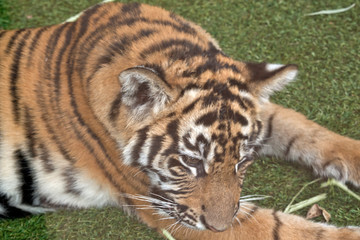 the tiger cub is resting