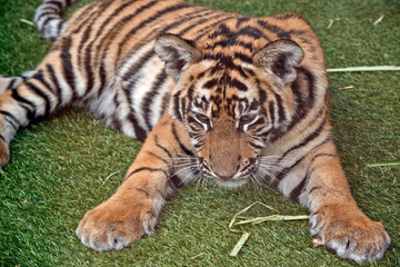the tiger cub is resting