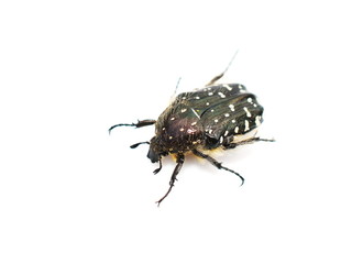 white spotted rose beetle Oxythyrea funesta isolated on white background