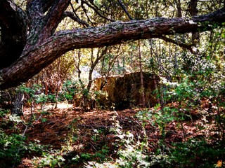 Fototapeta premium tree in forest
