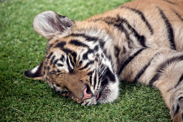 the tiger cub is sleeping