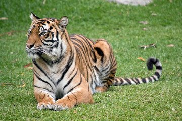 the tiger is laying on the grass