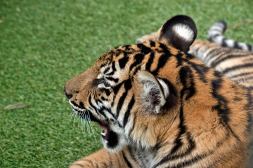 this is a close up of a tiger cub