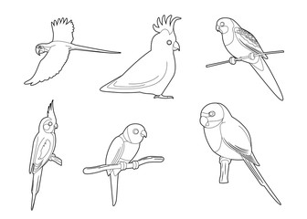 Various Parrots Cartoon Vector Coloring Book © bullet_chained