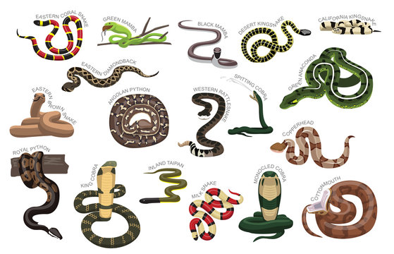 Snake Various Kind Identify Cartoon Vector-01