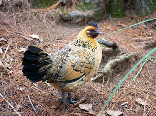 Chicken