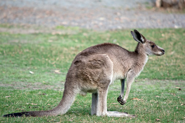 this is a side view of a  western kangaroo