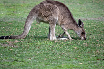 Naklejka na ściany i meble this is a side view of a western grey kangaroo grazing