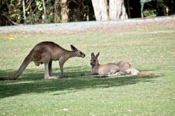 the two western grey kangaroos are in a field