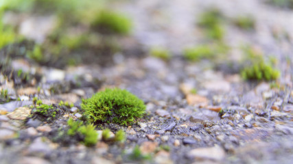 Patch of Lush Moss