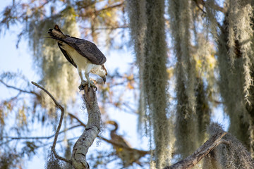 Osprey eating fish 02