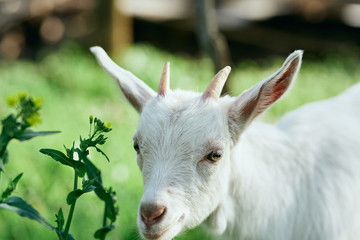 portrait of a goat