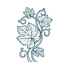 Hand drawn grape leafs and vine vector illustration. Floral drawing background ornament. Part of set. 
