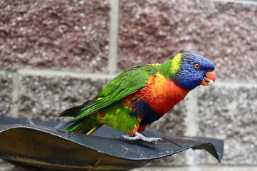 Rainbow Australian Parrot