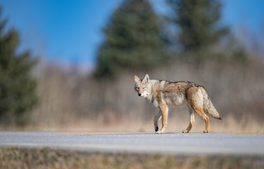 A coyote in Banff, Canada