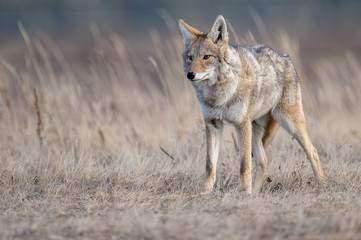 A coyote in Banff, Canada