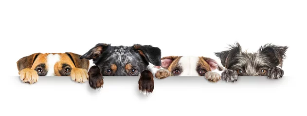 Fotobehang Honden gluren ogen en poten over witte webbanner © adogslifephoto