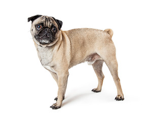 Fawn Pug Dog Standing Profile
