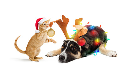 Kitten Decorating Dog For Christmas