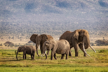 Large Elephant Family in Kenya