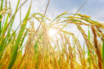 rice field in Thailand premium rice with close-up of gold or yellow colors paddy