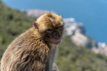 Rock of Gibralter Monkey