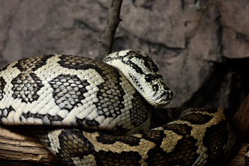 Python