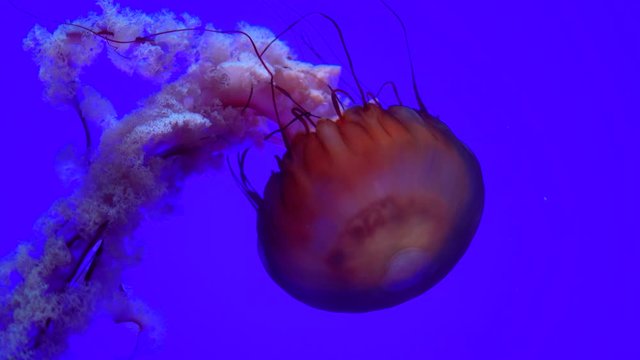 Pacific Sea Nettles are one of the most photographed animals in aquariums. These brainless, eyeless creatures are almost 95% water! To help detect their food they rely on light sensing organs