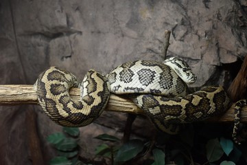 Python