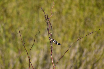 細い枯れ枝に止まるジョウビタキのオス