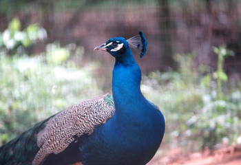 Fototapeta premium closeup of peacock bird looking backward
