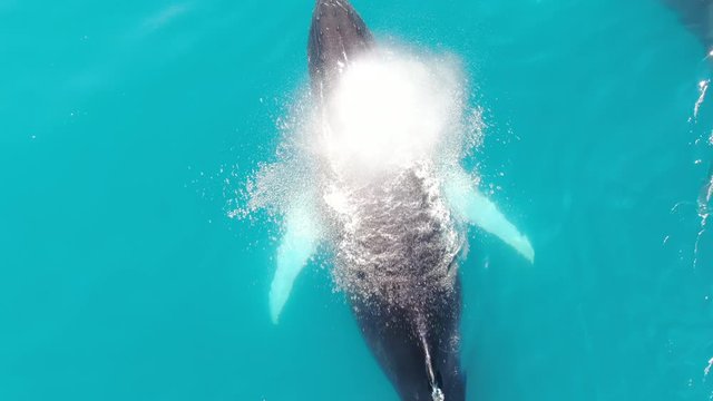 Aerial drone top view of a pack of three Humpback Whales swimming in the calm and turquoise arctic Baffin Sea, Greenland, blowing jets of water from their blowholes, showing skin details