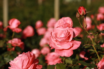 close details of a soft pink bunch of rose flowers blooming on the bush in a rose garden, Victoria, Australia