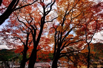 佐田神社の紅葉