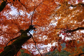 佐田神社の紅葉