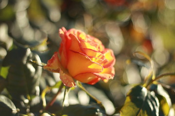 close details of a soft peach multi-colored rose flower blooming on the bush in a rose garden, Victoria, Australia