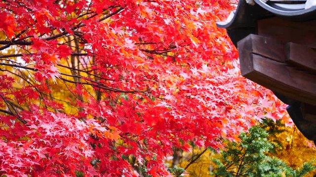 colorful Leave maple landscape view during Autumn in east Asian country colorful maple leaves in south korea during fall