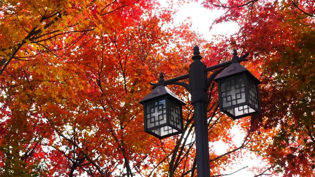 colorful Leave maple landscape view during Autumn in east Asian country colorful maple leaves in south korea during fall