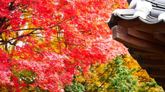colorful Leave maple landscape view during Autumn in east Asian country colorful maple leaves in south korea during fall