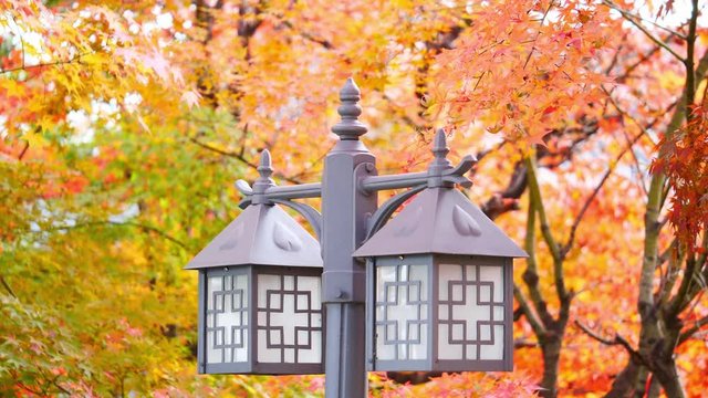 colorful Leave maple landscape view during Autumn in east Asian country colorful maple leaves in south korea during fall