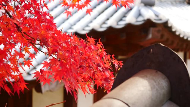 colorful Leave maple landscape view during Autumn in east Asian country colorful maple leaves in south korea during fall