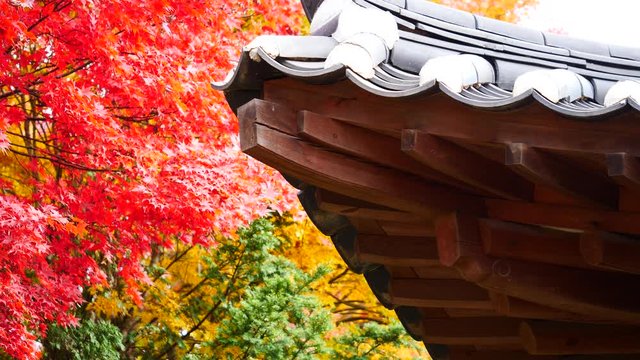 colorful Leave maple landscape view during Autumn in east Asian country colorful maple leaves in south korea during fall