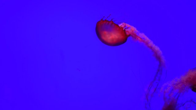 Pacific Sea Nettles are one of the most photographed animals in aquariums. These brainless, eyeless creatures are almost 95% water! To help detect their food they rely on light sensing organs