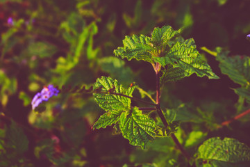 green leaves of a tree