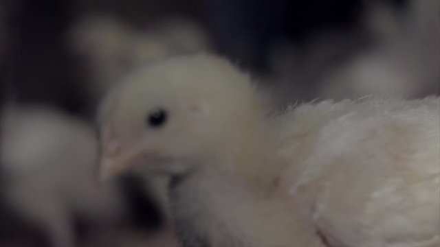 Chicken in low depth of field