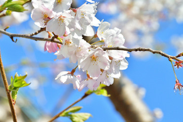 青空を背景として、神代曙と推定されるサクラの樹の枝の花をローアングルで撮影した写真