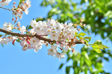 Fototapeta premium 青空を背景として、神代曙と推定されるサクラの樹の枝の花をローアングルで撮影した写真