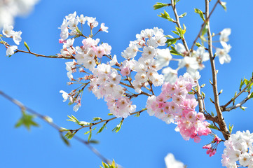 青空を背景として、神代曙と推定されるサクラの樹の枝の花をローアングルで撮影した写真