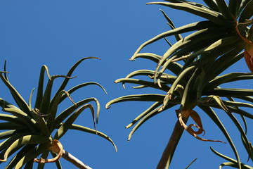 tropical large green lush succulents reaching across a clear blue sky on a hot summer day, copy space against summer blue sky.